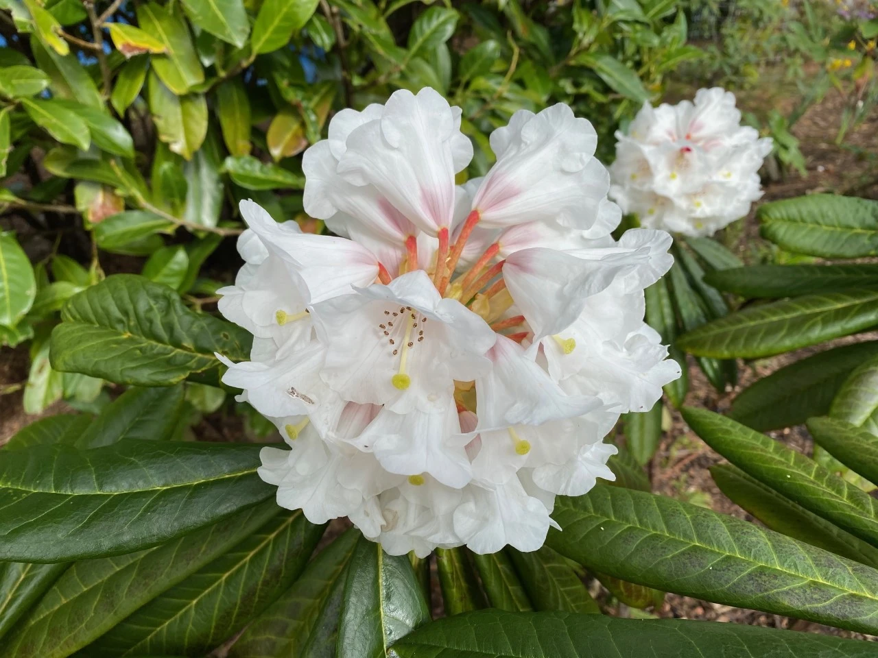 R. asterochnoum